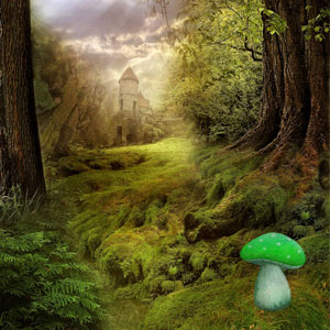 Enchanted Forest.jpg